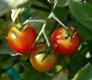 Cherry Tomatoes