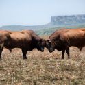 Two bulls head to head